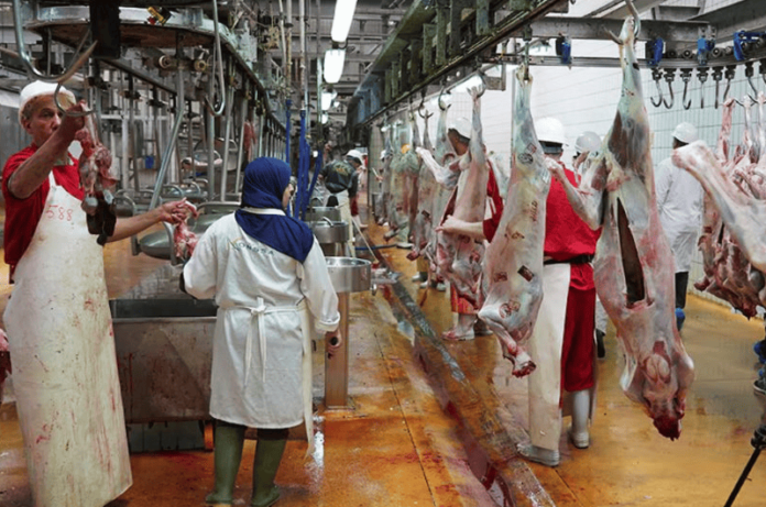 Abattoirs de Casablanca : Performance Record en 2025 avec plus de 30.000 tonnes de viande rouge