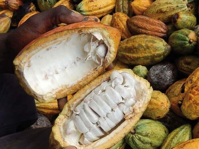 Cacao bio africain et tempête réglementaire : Recul des volumes et redistribution des cartes en 2024