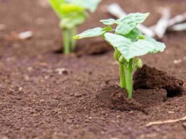 Afrique ꓽ la restauration des sols - Clé d′une sécurité alimentaire durable