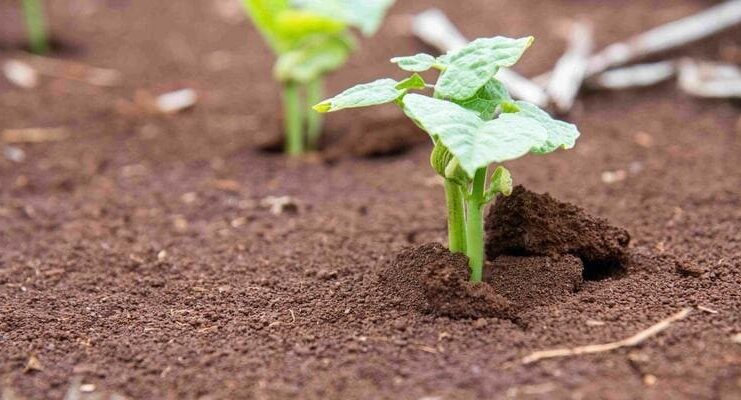 Afrique ꓽ la restauration des sols - Clé d′une sécurité alimentaire durable