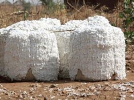 Quand le coton réinvente ses racines au Nord-Cameroun : Résilience, défis et perspectives locales