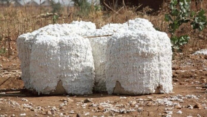 Quand le coton réinvente ses racines au Nord-Cameroun : Résilience, défis et perspectives locales