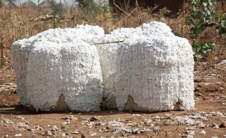 Quand le coton réinvente ses racines au Nord-Cameroun : Résilience, défis et perspectives locales