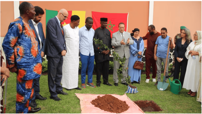 Coopération Cameroun−Maroc : L’arganier devient un symbole de rapprochement culturel