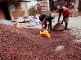 Cacao au Cameroun : Les prix remontent en fin de campagne