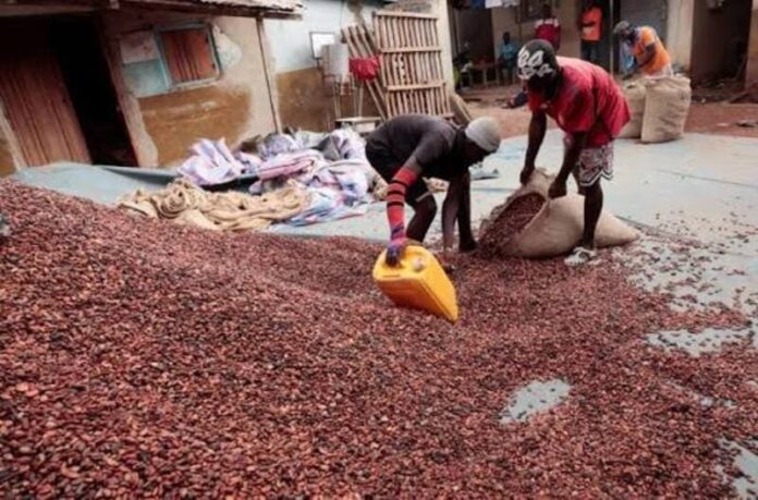 Cacao au Cameroun : Les prix remontent en fin de campagne