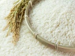 Sénégal : Dakar veut positionner le riz local
