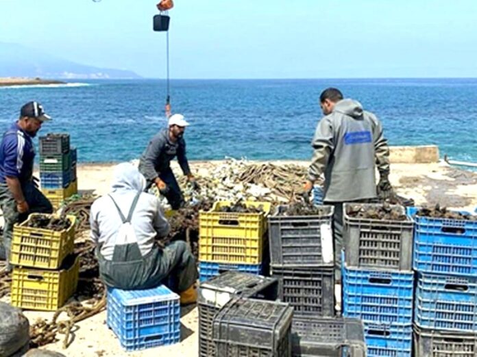 Sénégal : l'aquaculture en mer -Booster la filière halieutique