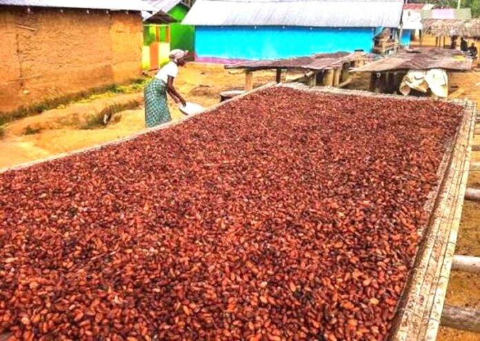 Ghana : protection des terres de cacao -Les droits des agriculteurs en débat